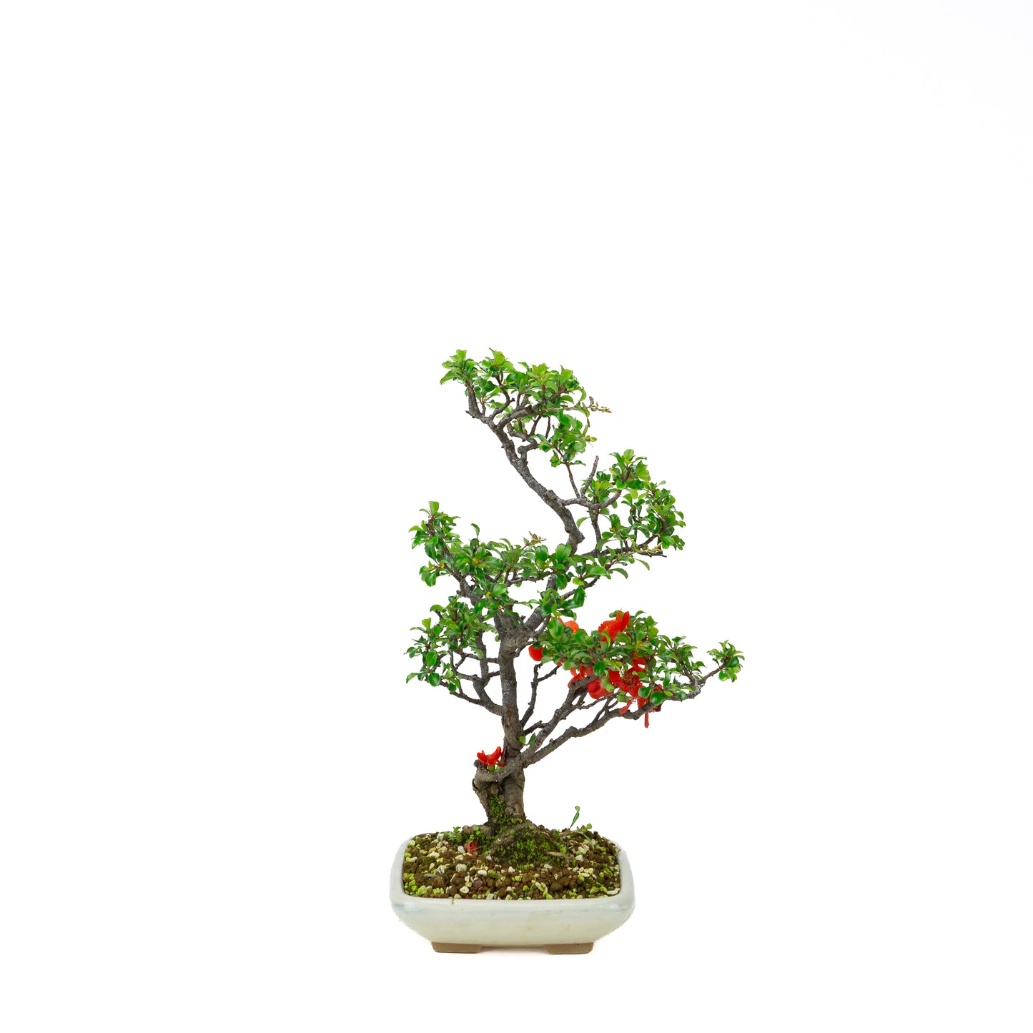 Chaenomeles speciosa (Japanese Quince), height ~39cm