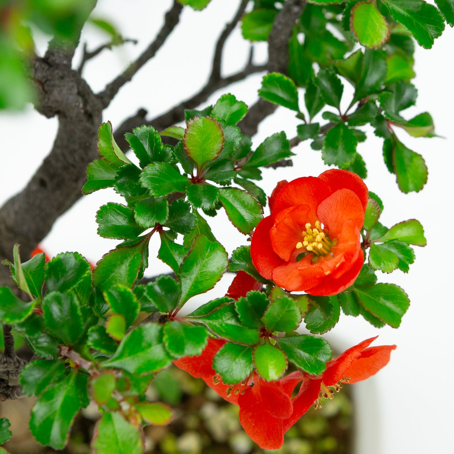 Chaenomeles speciosa (Japanese Quince), height ~39cm