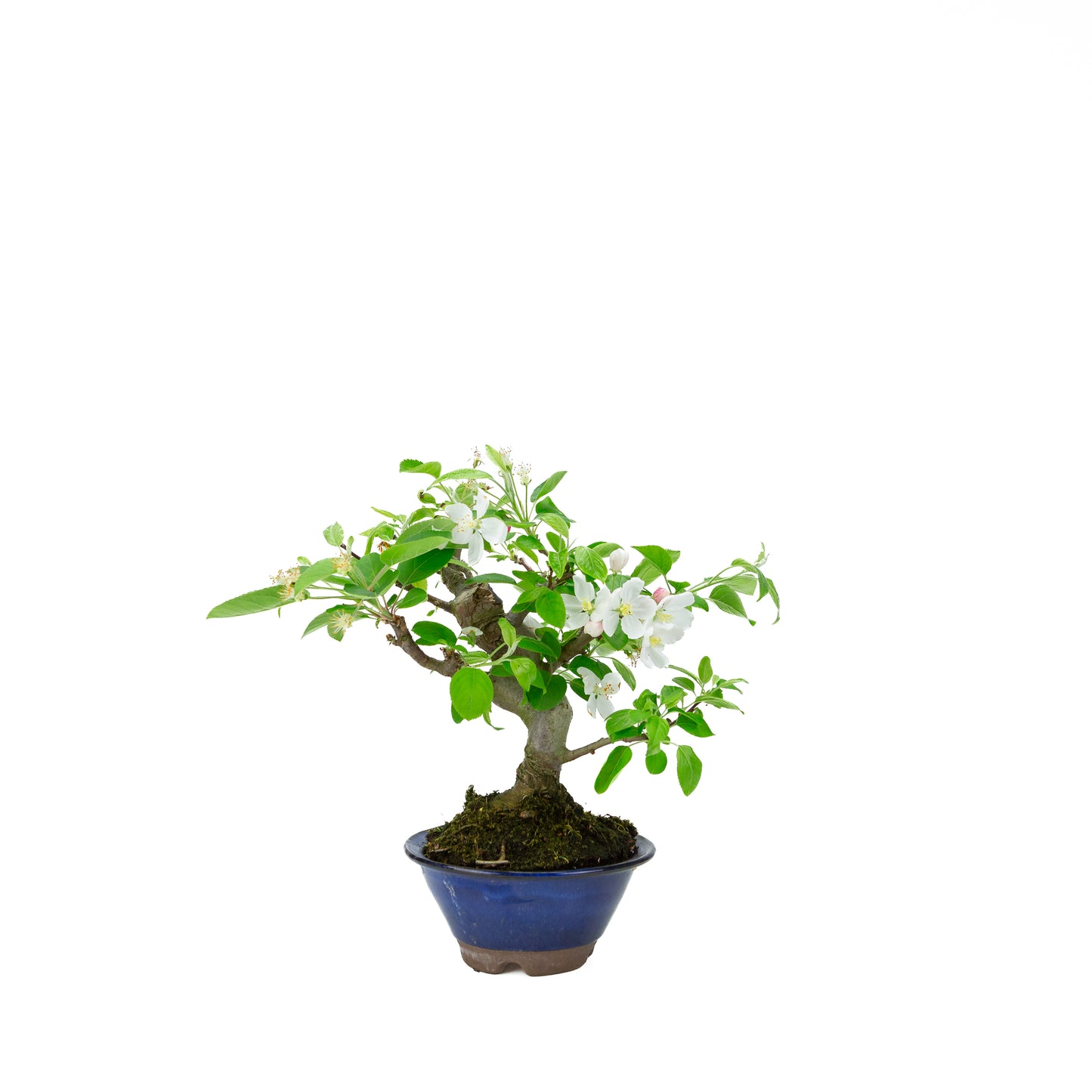Malus halliana cream rectangular pot 16cm, height ~34cm