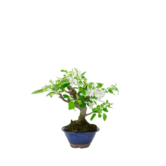 Malus halliana cream rectangular pot 16cm, height ~34cm