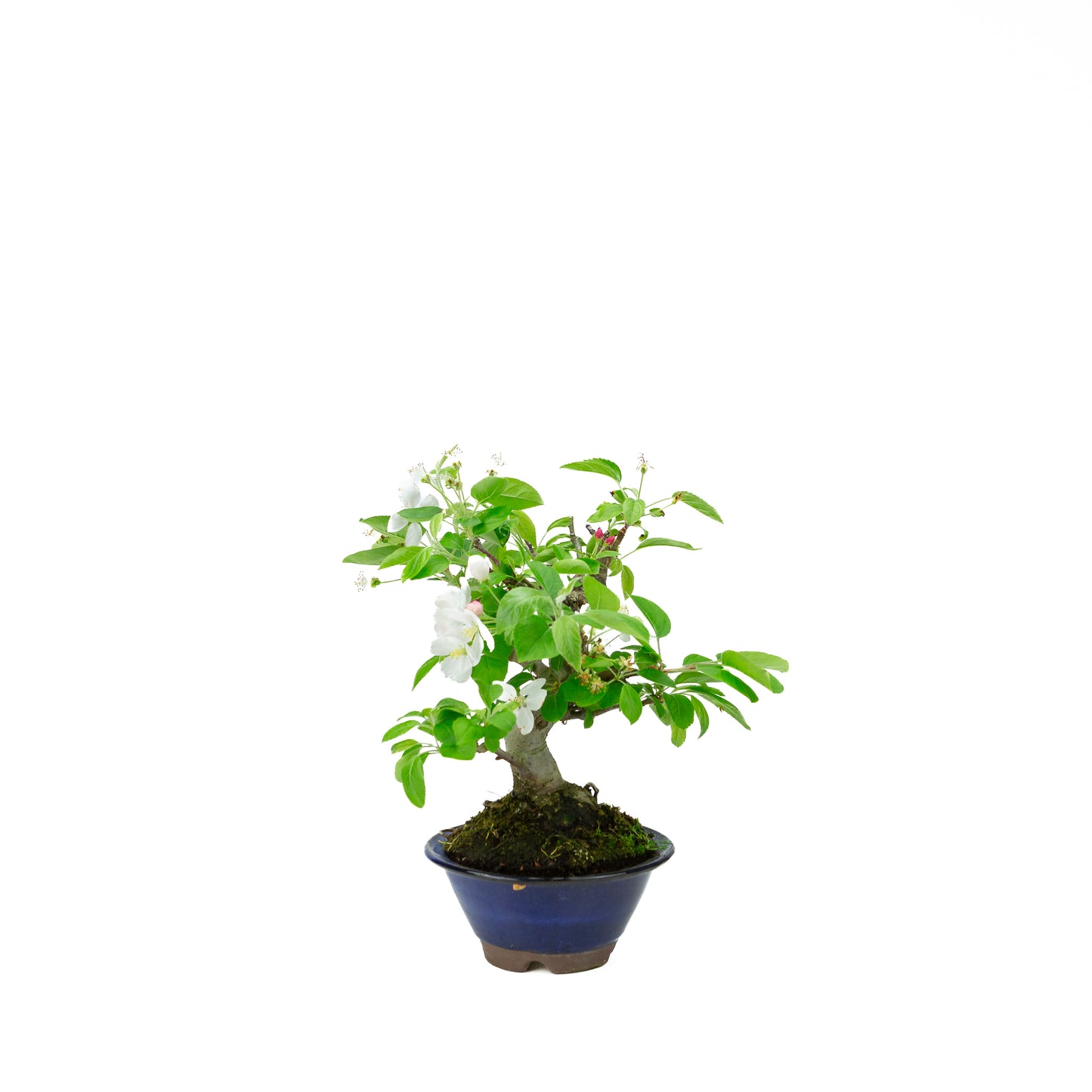 Malus halliana cream rectangular pot 16cm, height ~34cm