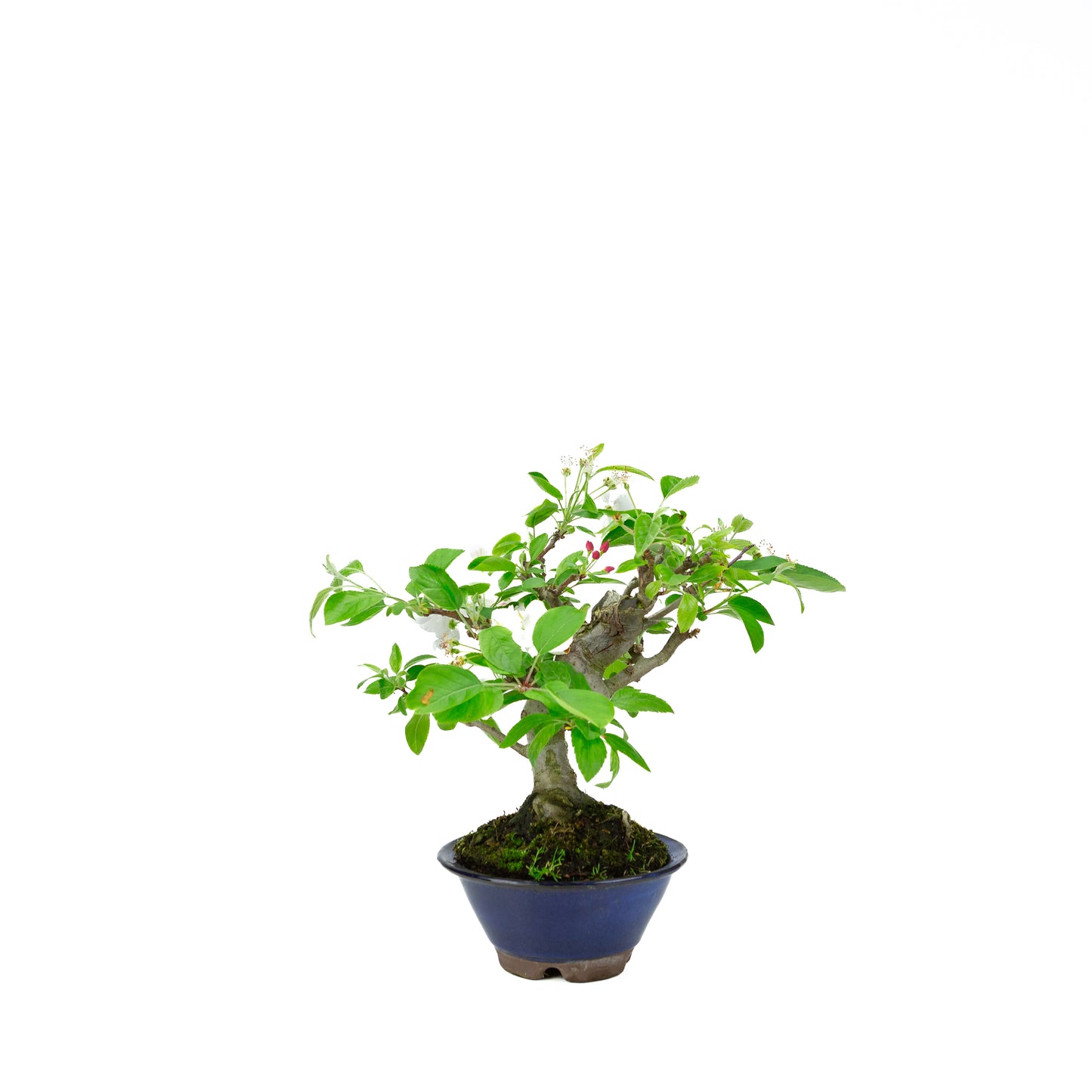 Malus halliana cream rectangular pot 16cm, height ~34cm