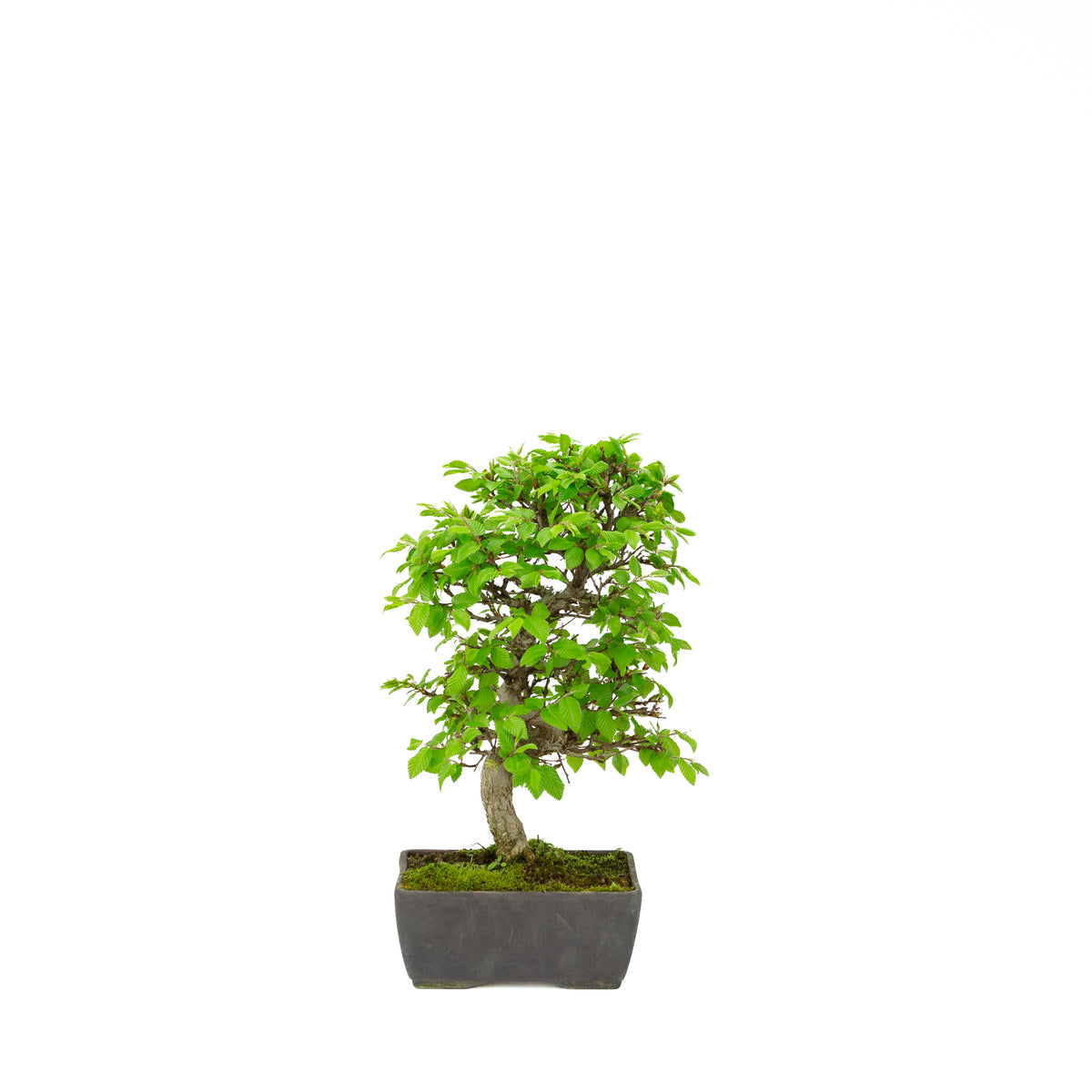 Carpinus coreana blue rectangular pot 21cm, height ~35cm