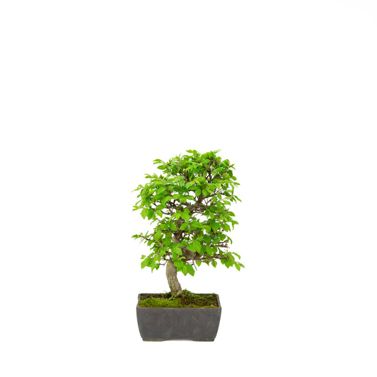 Carpinus coreana blue rectangular pot 21cm, height ~35cm