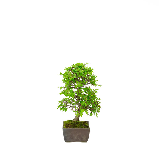 Carpinus coreana blue rectangular pot 21cm, height ~35cm
