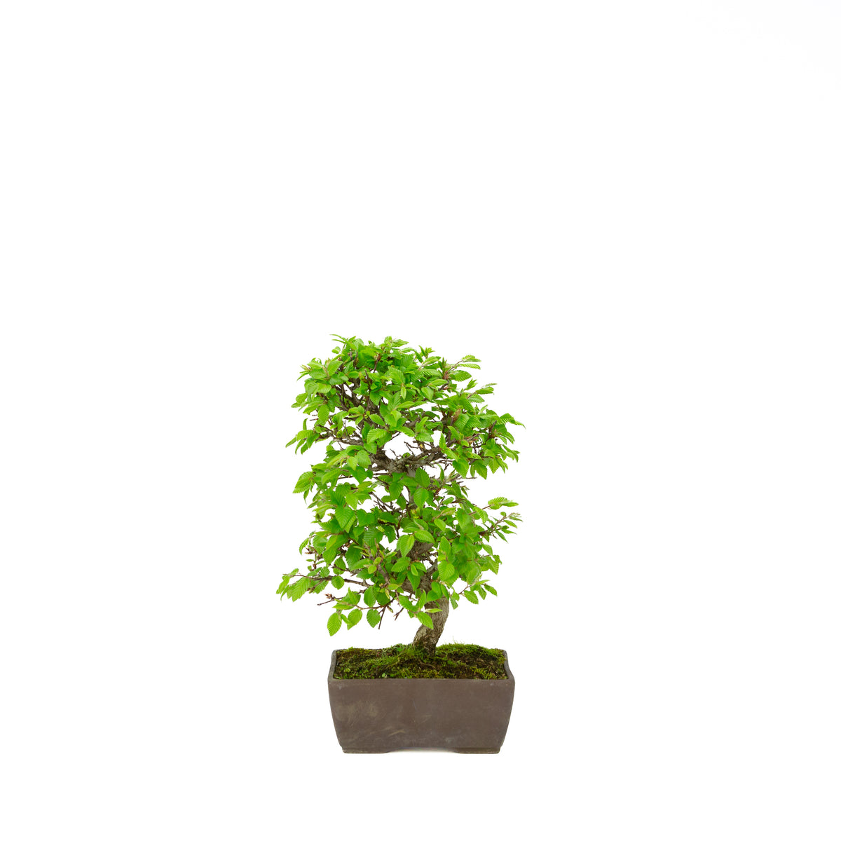 Carpinus coreana blue rectangular pot 21cm, height ~35cm