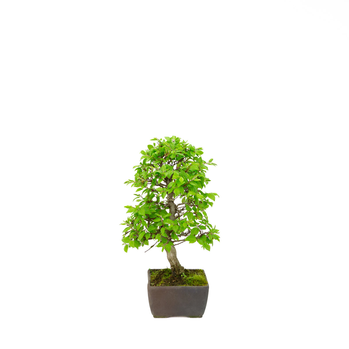 Carpinus coreana blue rectangular pot 21cm, height ~35cm