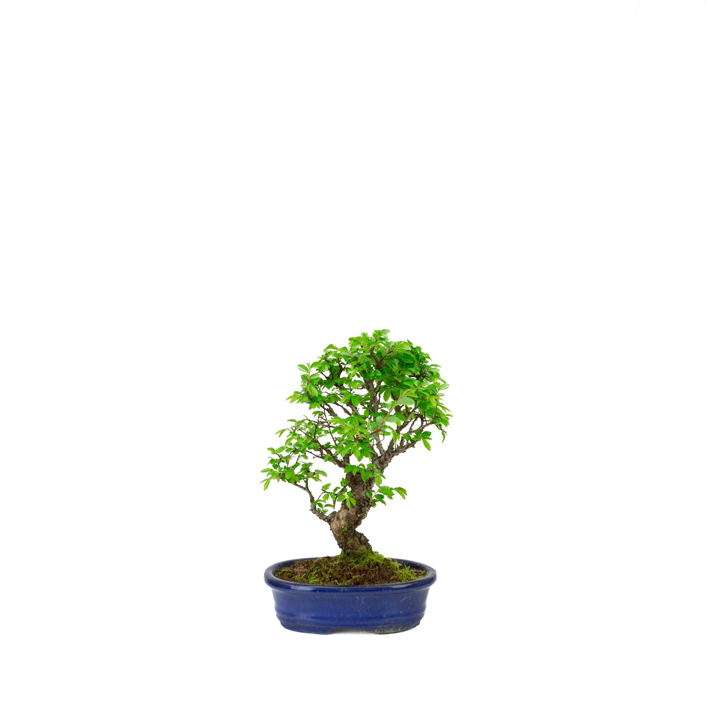 Ulmus parviflora roots over rock blue pot 20cm, height ~34cm