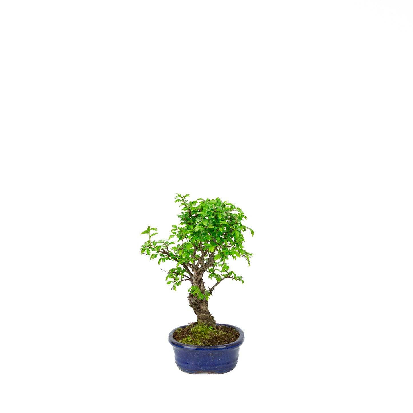 Ulmus parviflora roots over rock blue pot 20cm, height ~34cm