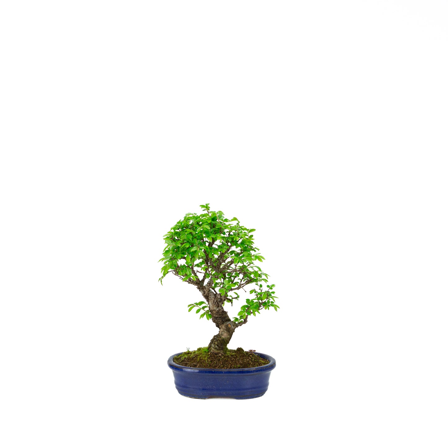Ulmus parviflora roots over rock blue pot 20cm, height ~34cm