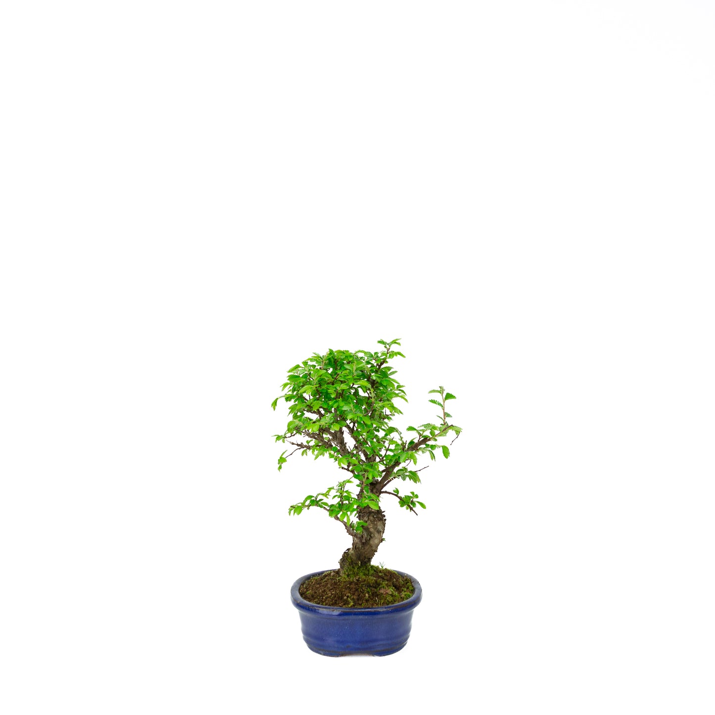 Ulmus parviflora roots over rock blue pot 20cm, height ~34cm