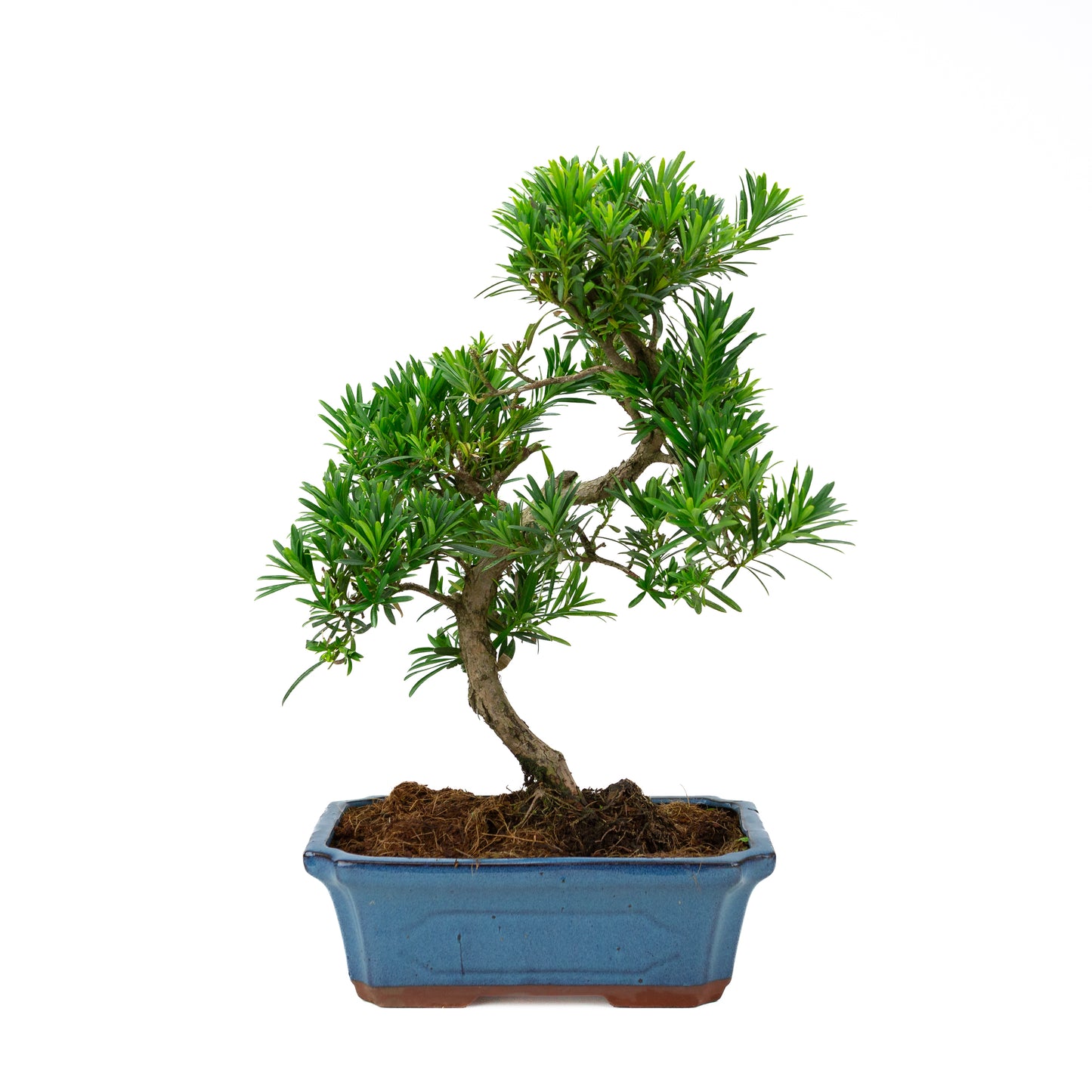 Podocarpus macrophylla blue pot 30cm, height ~45cm