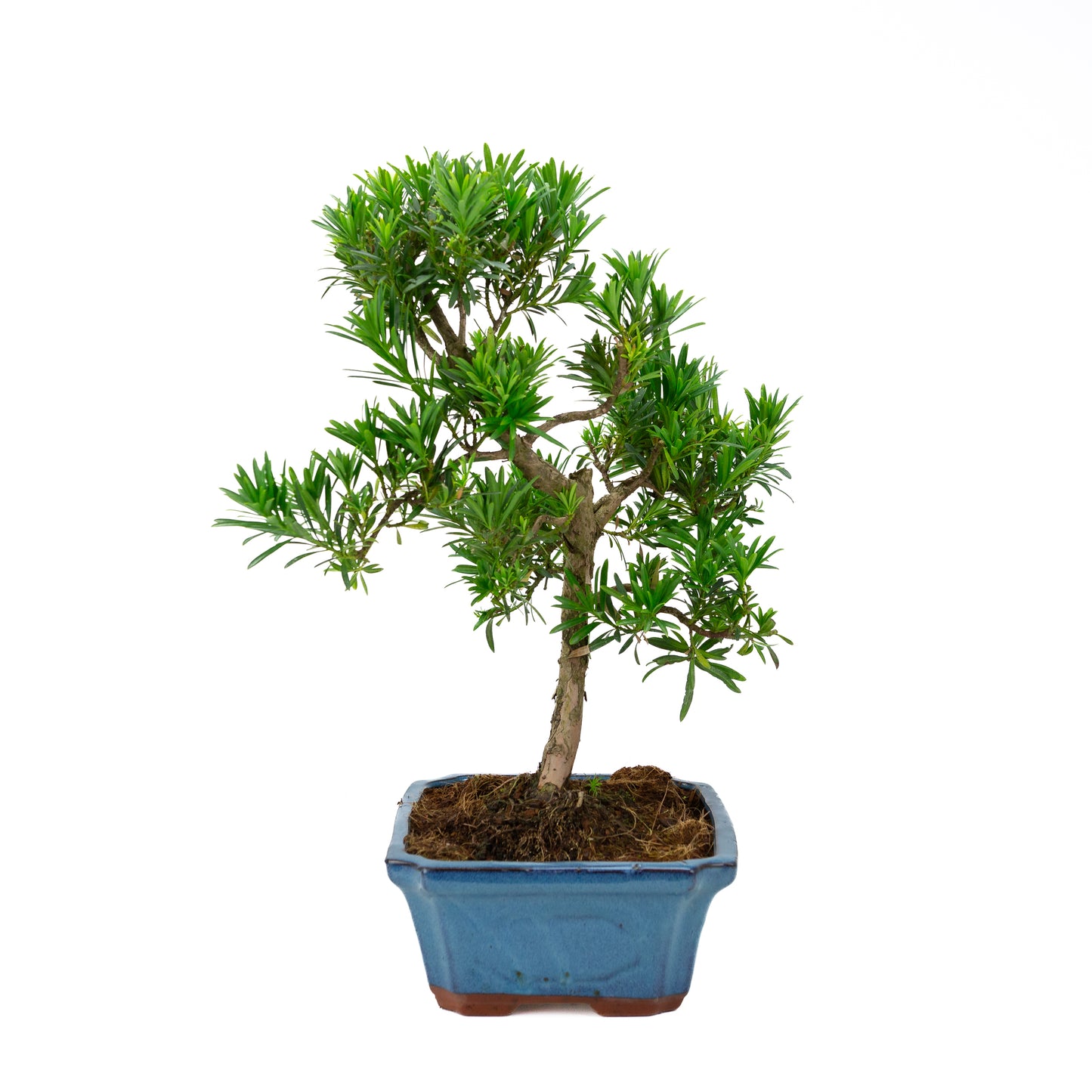Podocarpus macrophylla blue pot 30cm, height ~45cm