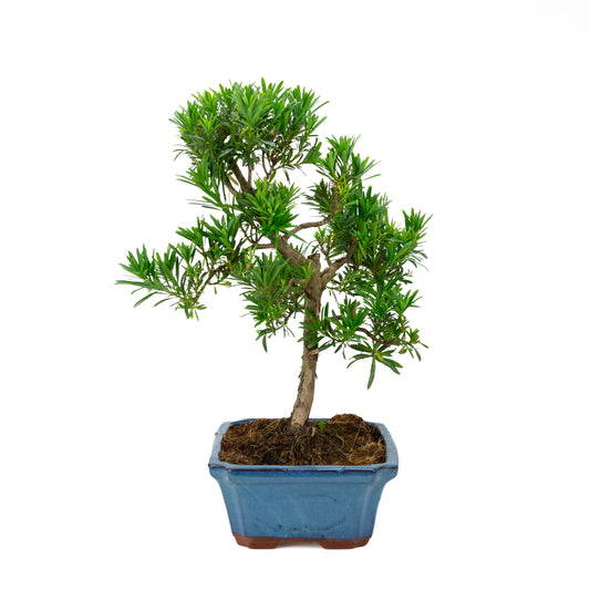 Podocarpus macrophylla blue pot 30cm, height ~45cm