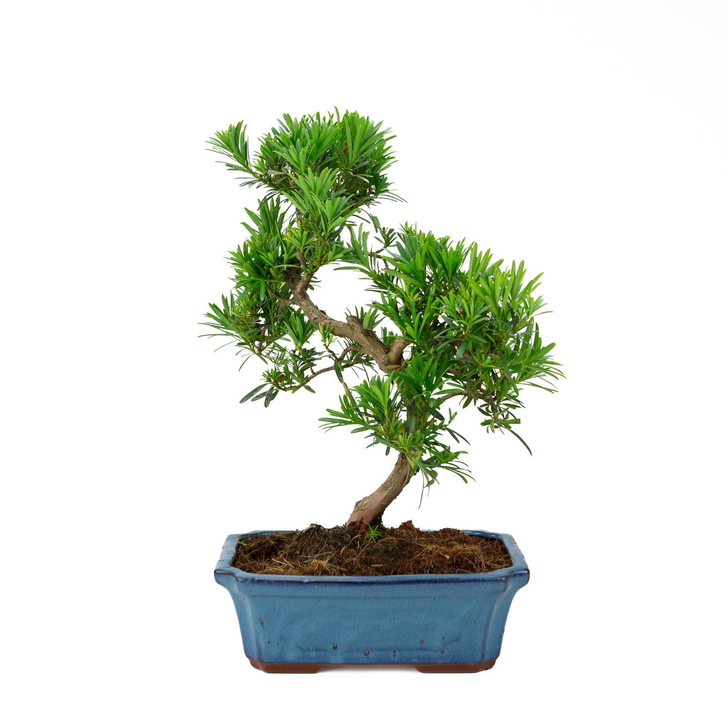 Podocarpus macrophylla blue pot 30cm, height ~45cm