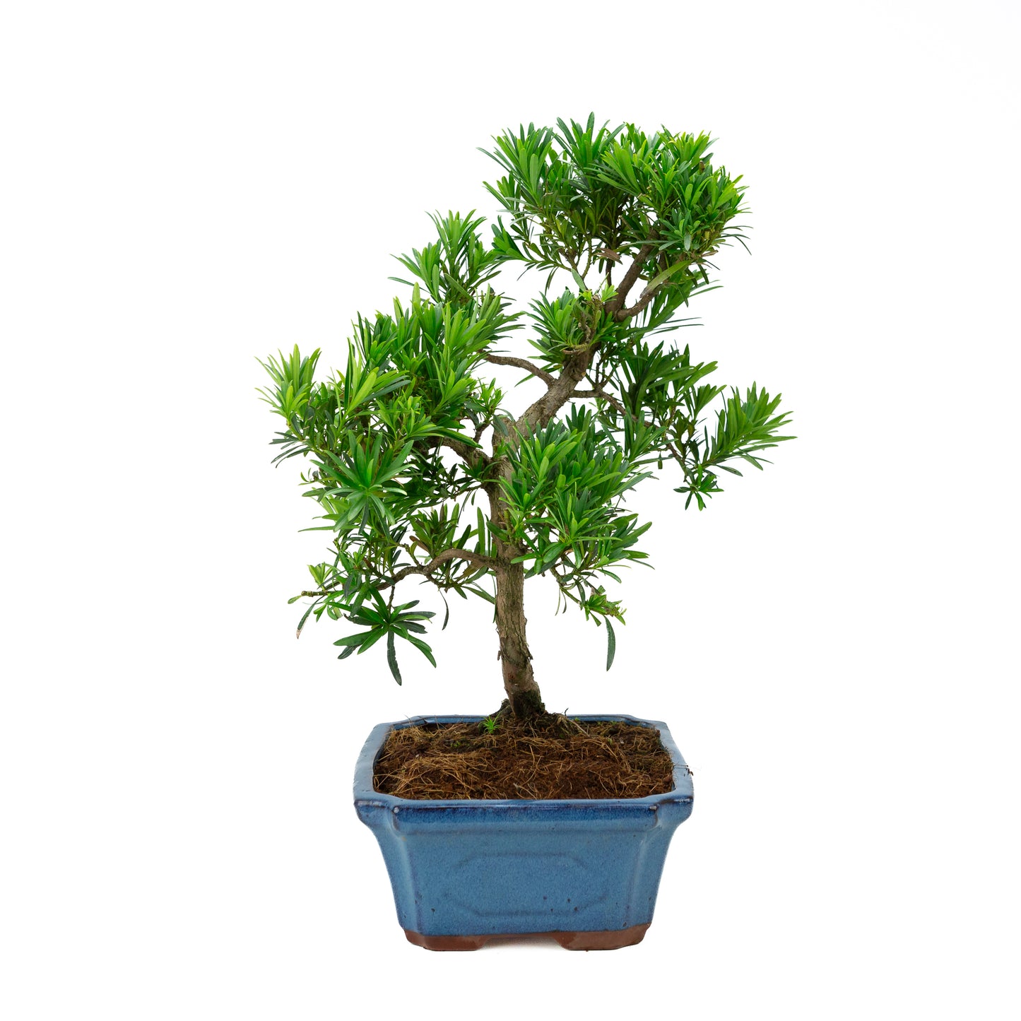 Podocarpus macrophylla blue pot 30cm, height ~45cm