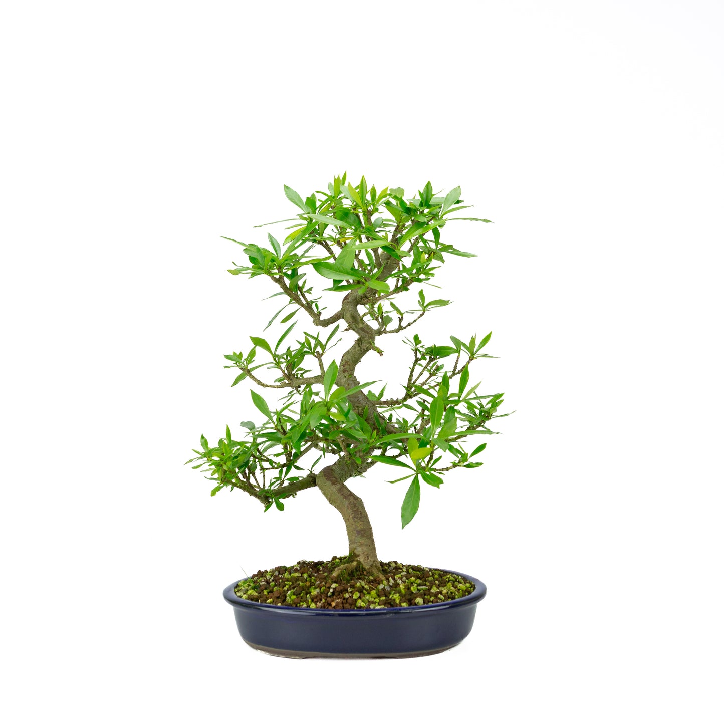 Gardenia blue Mokko pot 20cm, height ~37cm