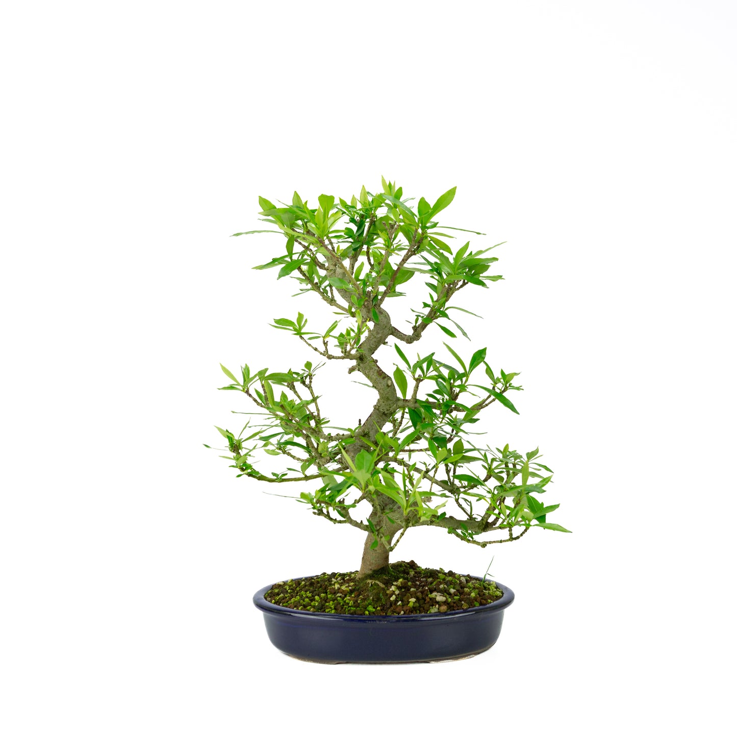 Gardenia blue Mokko pot 20cm, height ~37cm