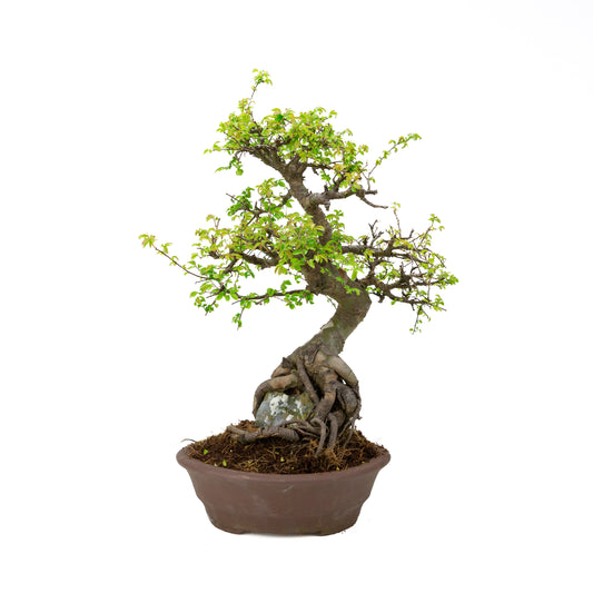 Zelkova Bonsai with stone in cream pot 22cm, height ~36cm