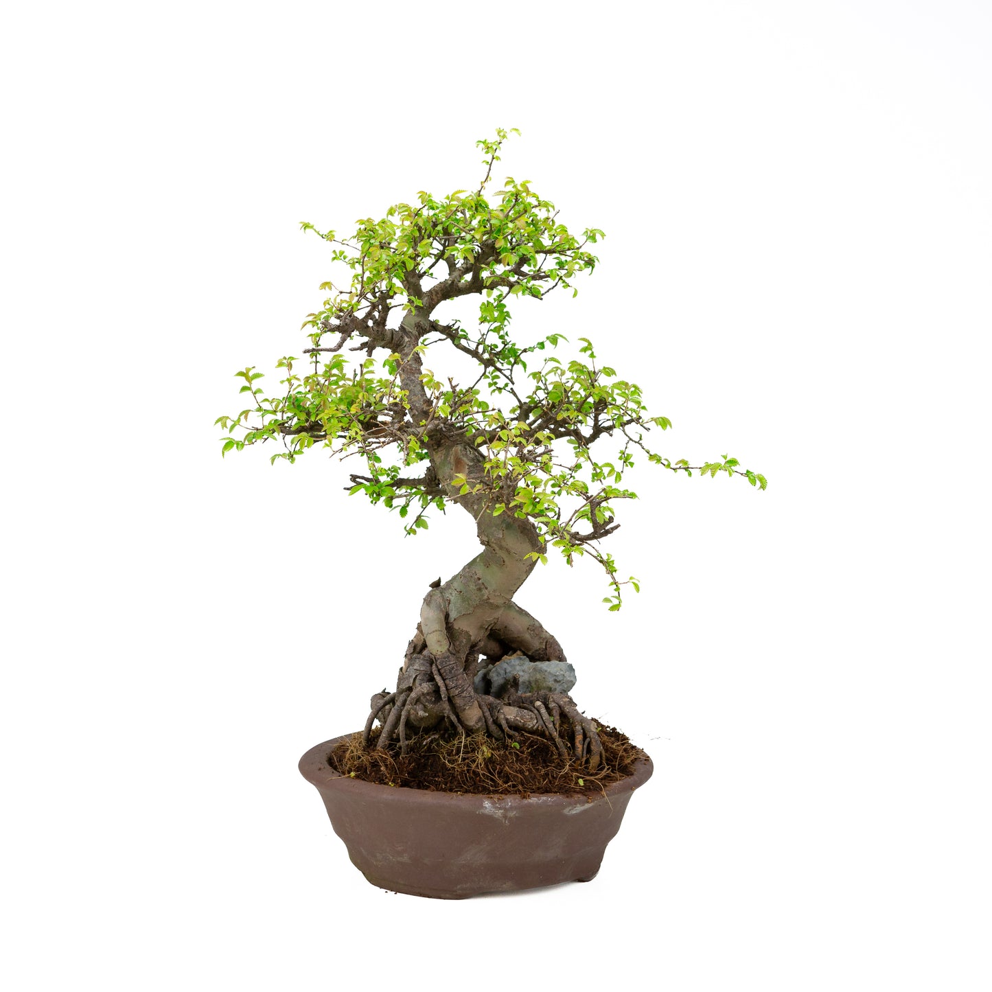 Zelkova Bonsai with stone in cream pot 22cm, height ~36cm