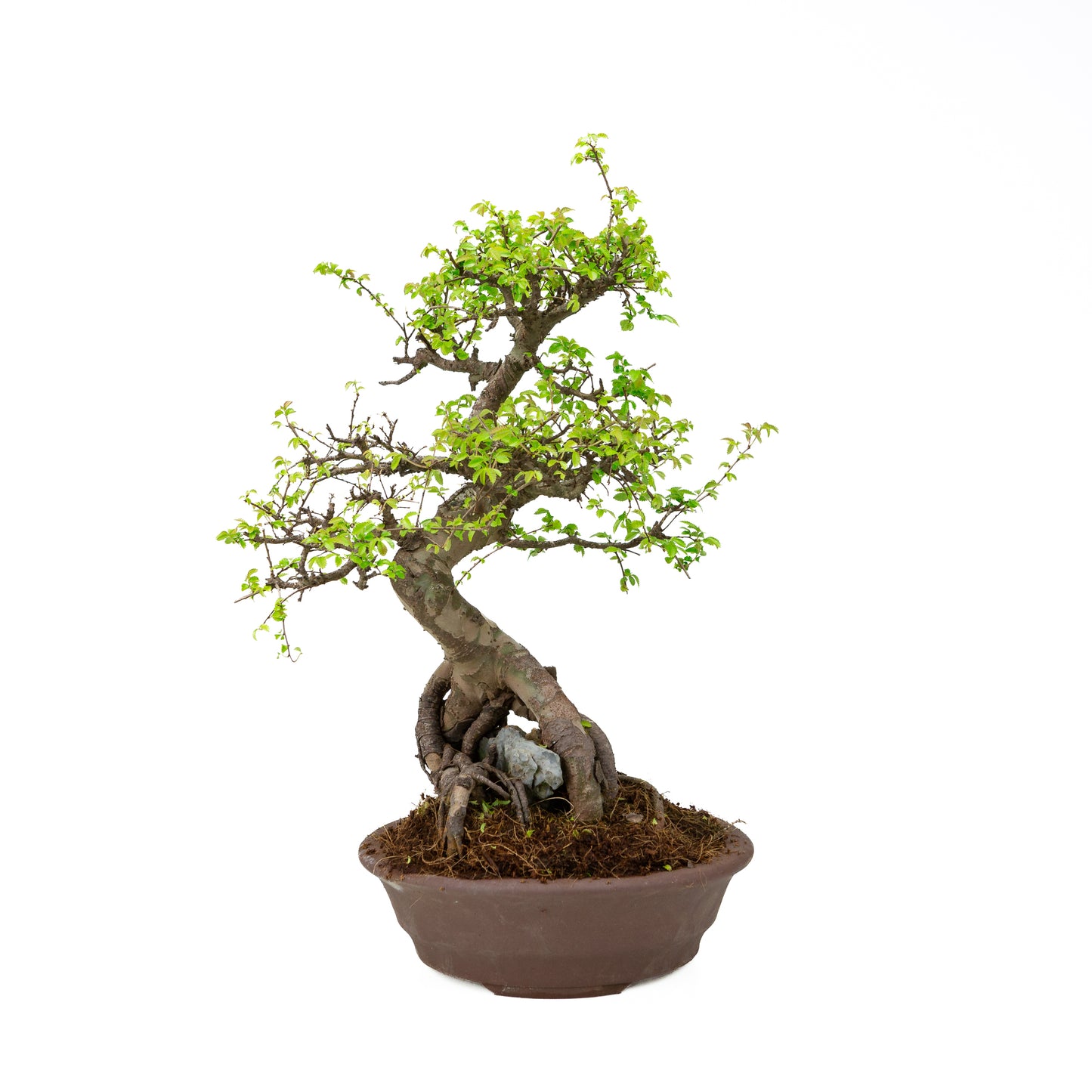Zelkova Bonsai with stone in cream pot 22cm, height ~36cm