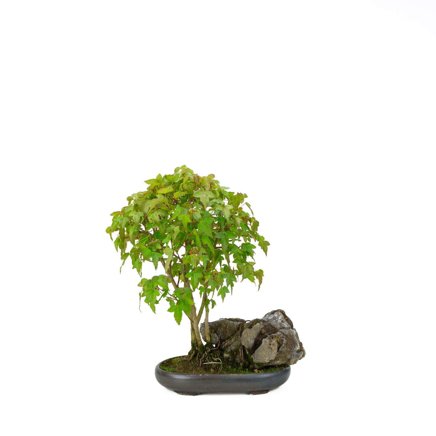Acer buergerianum with stone brown round pot 20cm, height ~31cm