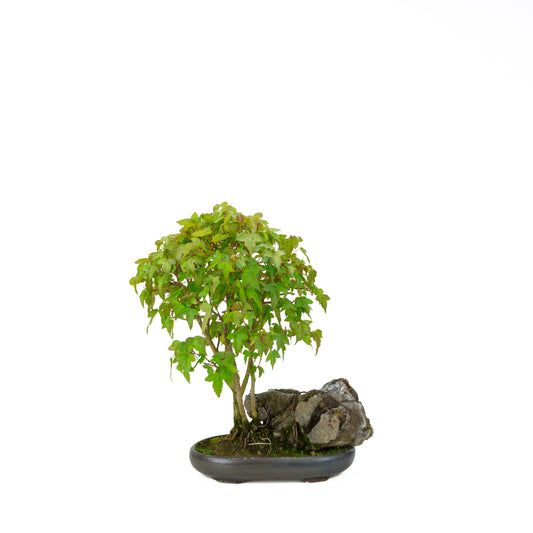 Acer buergerianum with stone brown round pot 20cm, height ~31cm