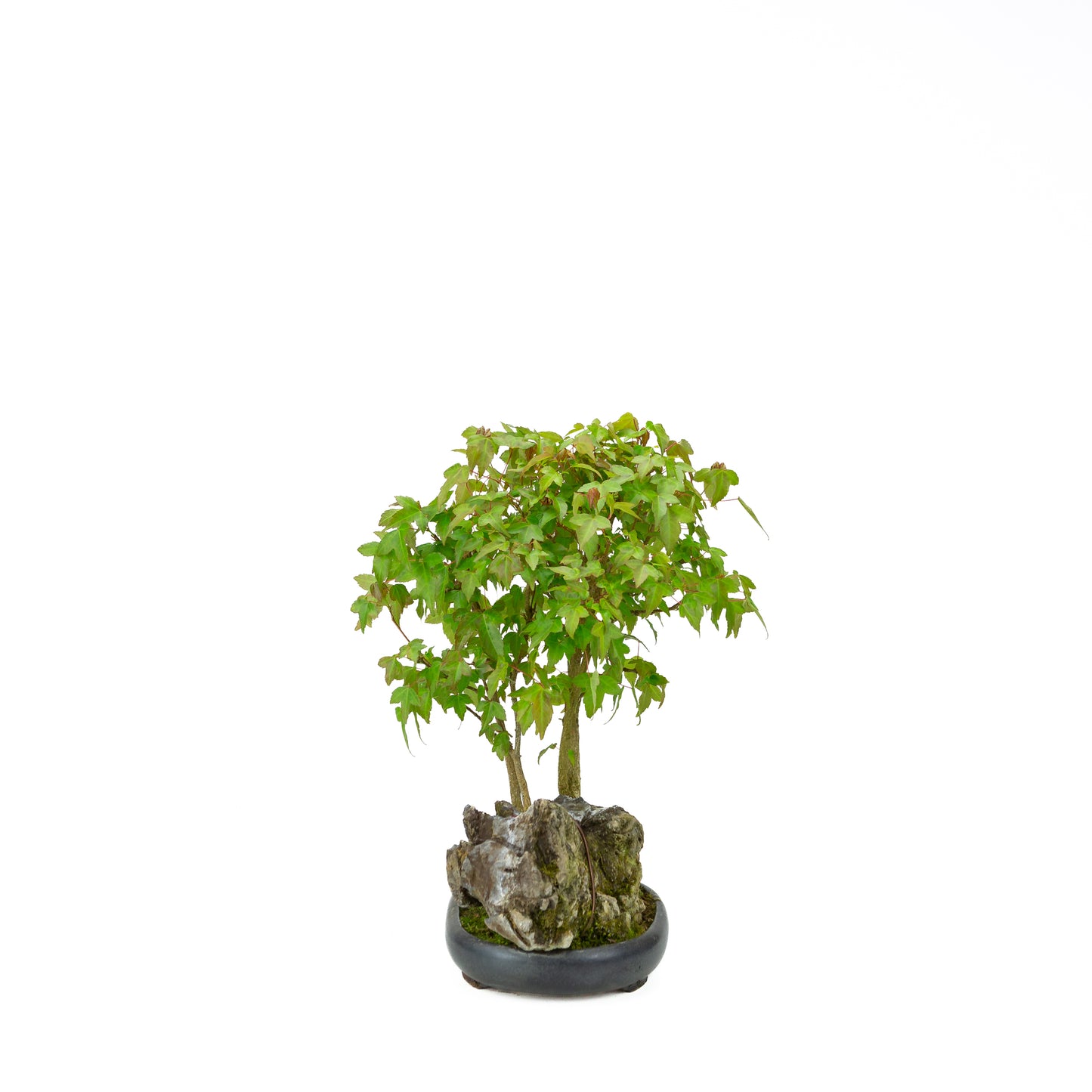 Acer buergerianum with stone brown round pot 20cm, height ~31cm
