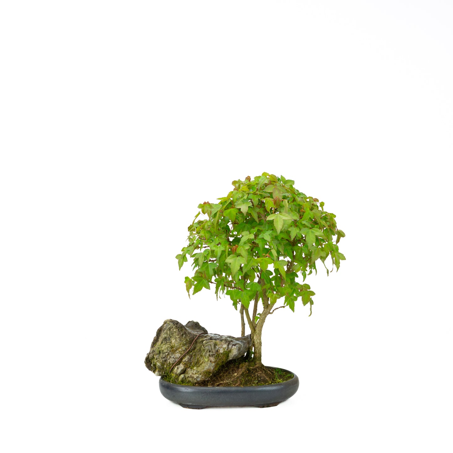 Acer buergerianum with stone brown round pot 20cm, height ~31cm