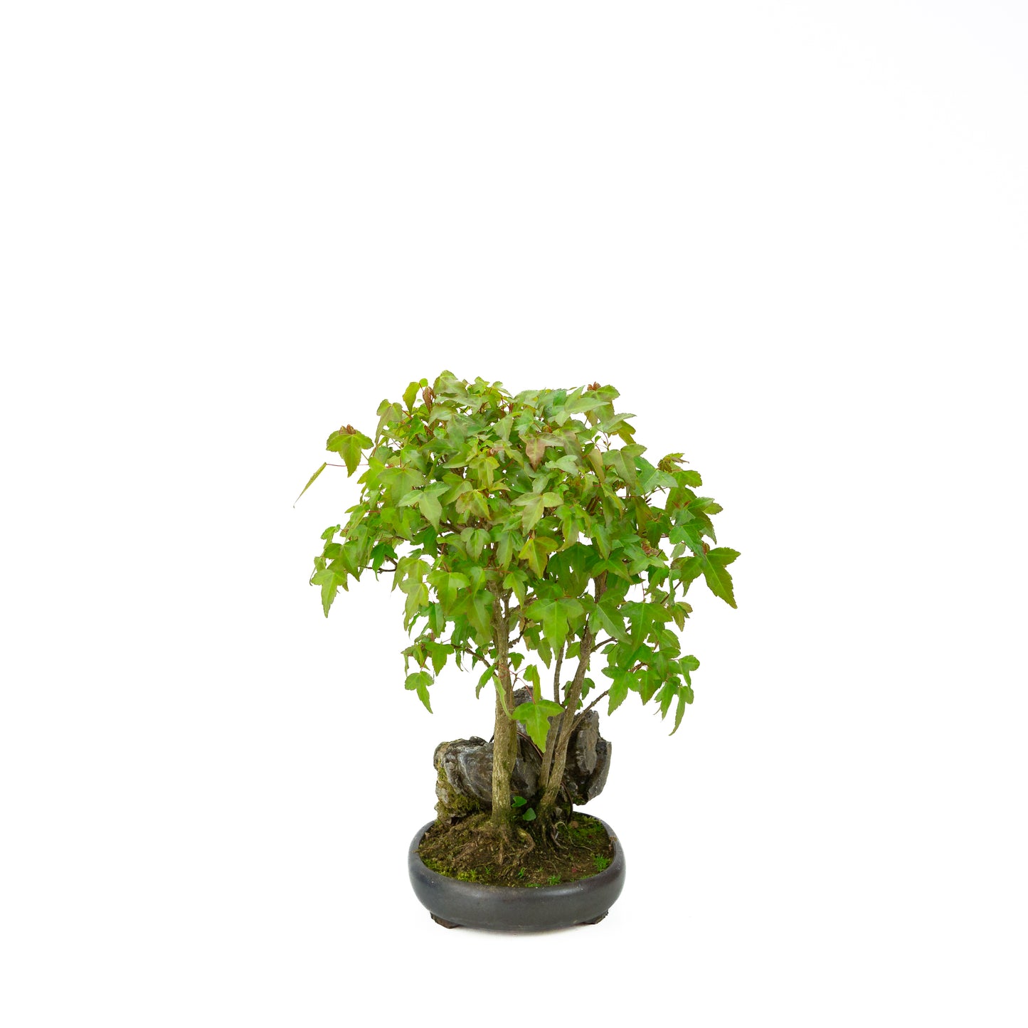 Acer buergerianum with stone brown round pot 20cm, height ~31cm