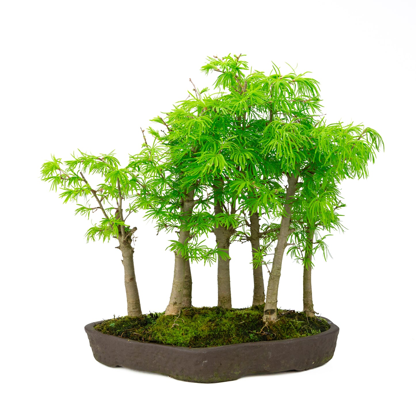 Pseudolarix amabilis forest brown oval pot 43cm, height ~56cm