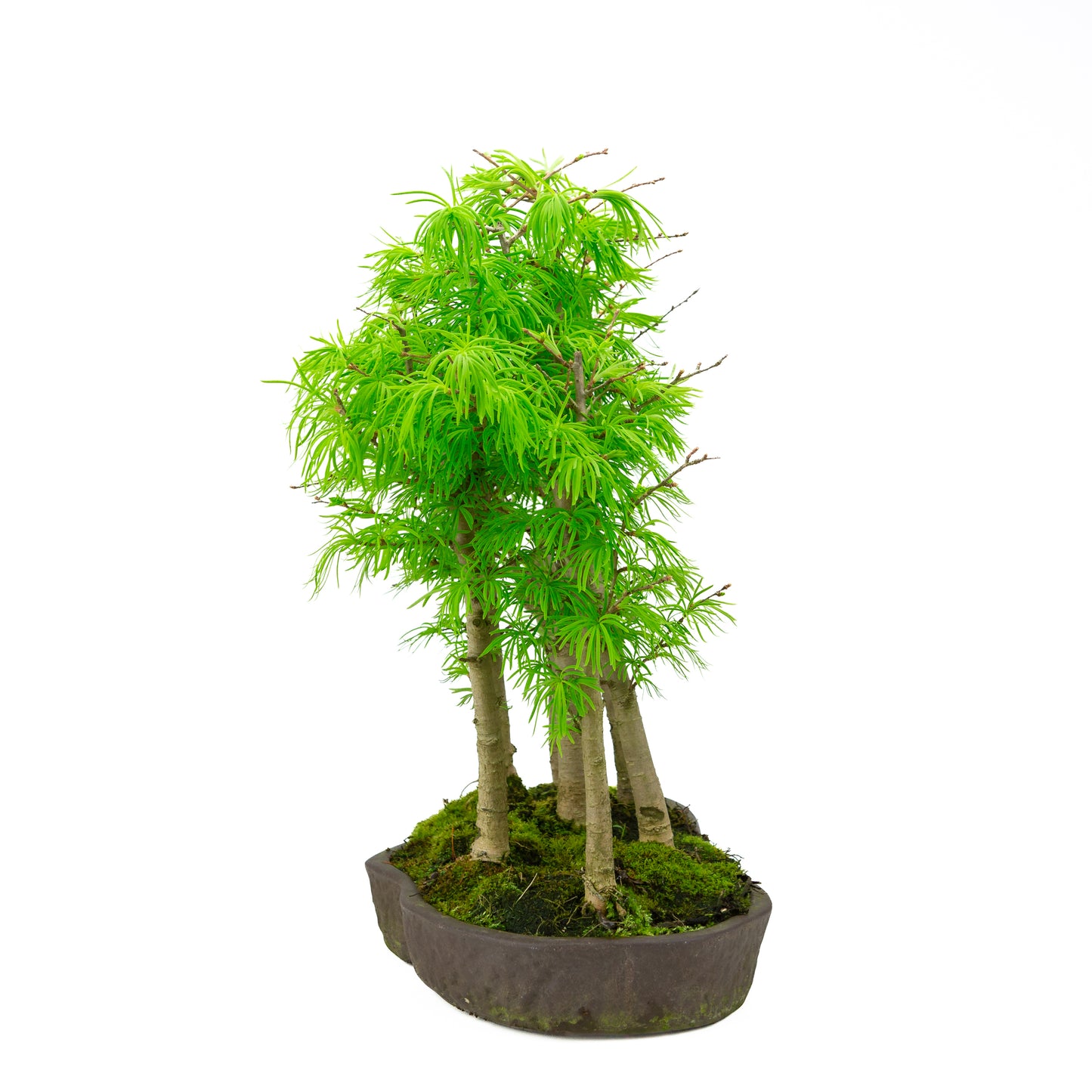 Pseudolarix amabilis forest brown oval pot 43cm, height ~56cm