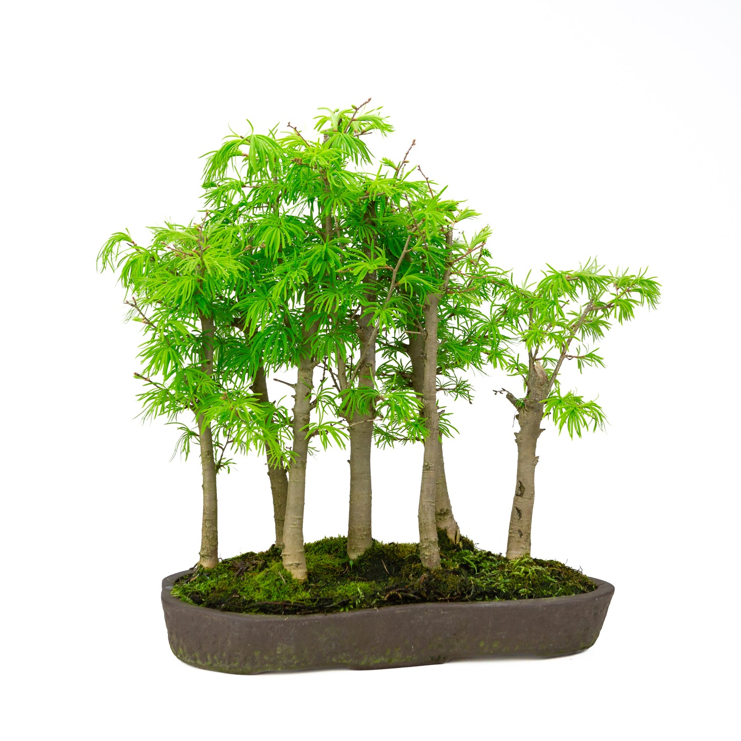Pseudolarix amabilis forest brown oval pot 43cm, height ~56cm