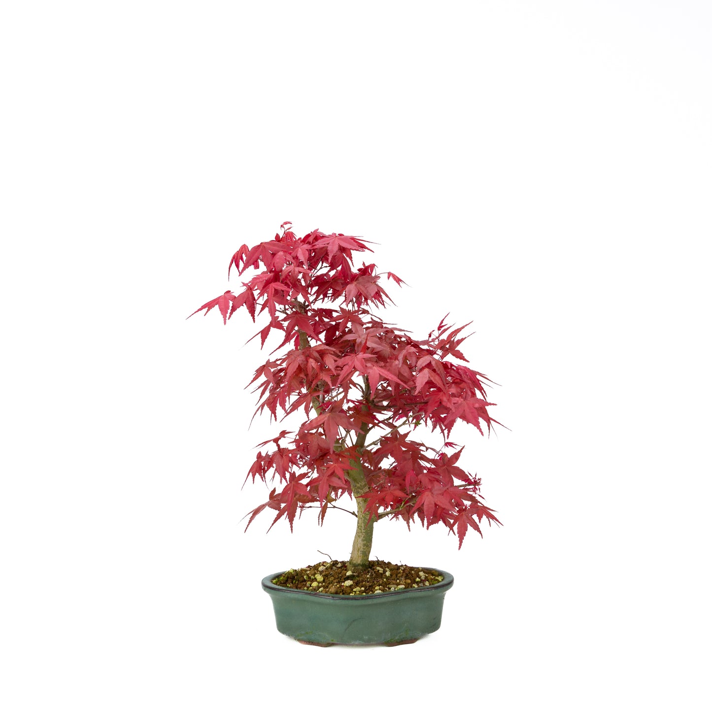 Acer palmatum Deshojo cream rectangular pot 21cm, height ~52cm