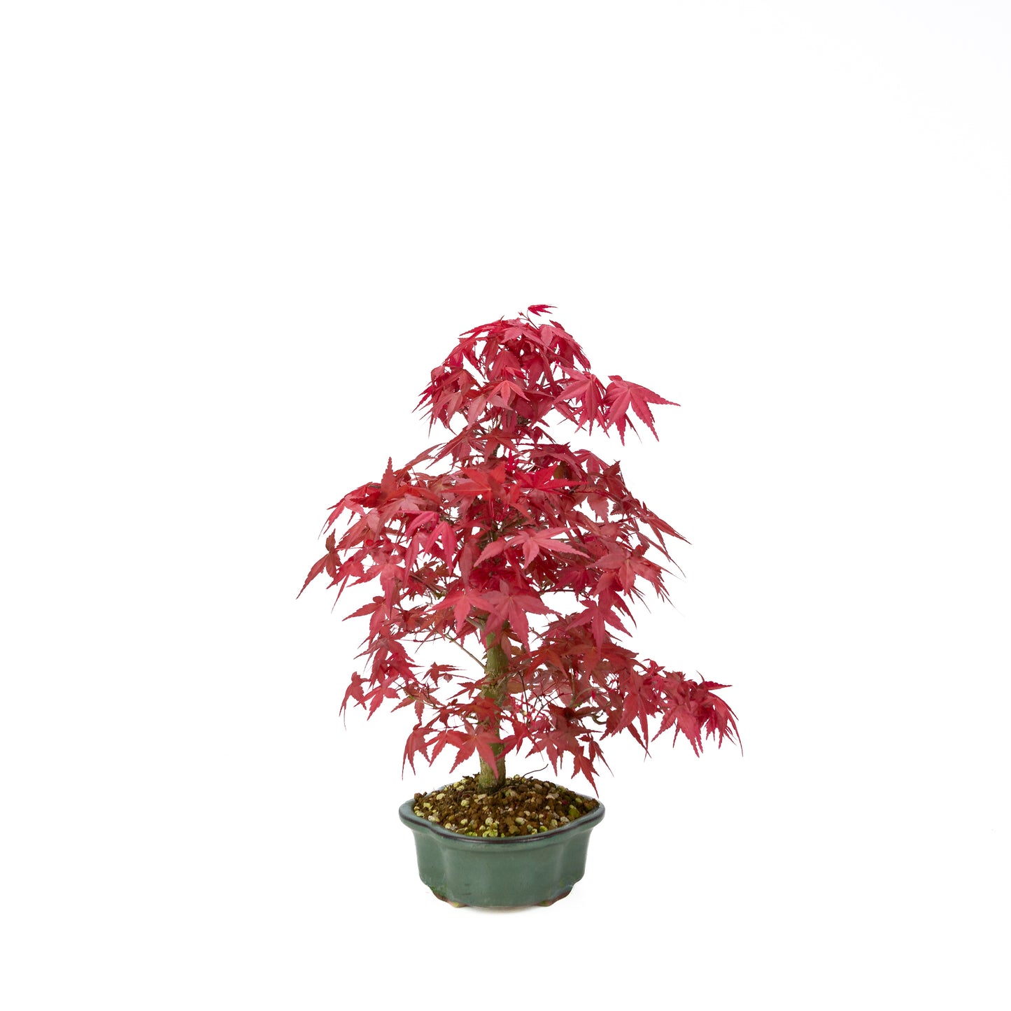 Acer palmatum Deshojo cream rectangular pot 21cm, height ~52cm