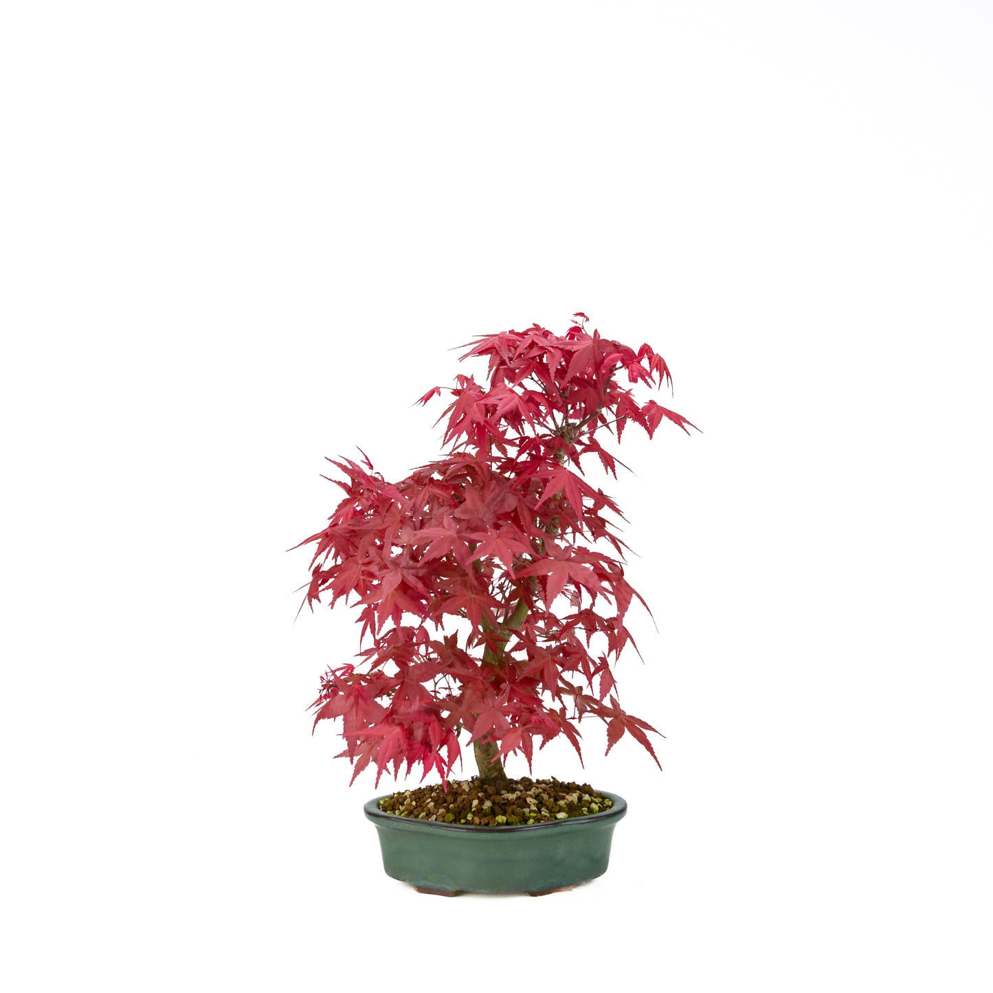 Acer palmatum Deshojo cream rectangular pot 21cm, height ~52cm