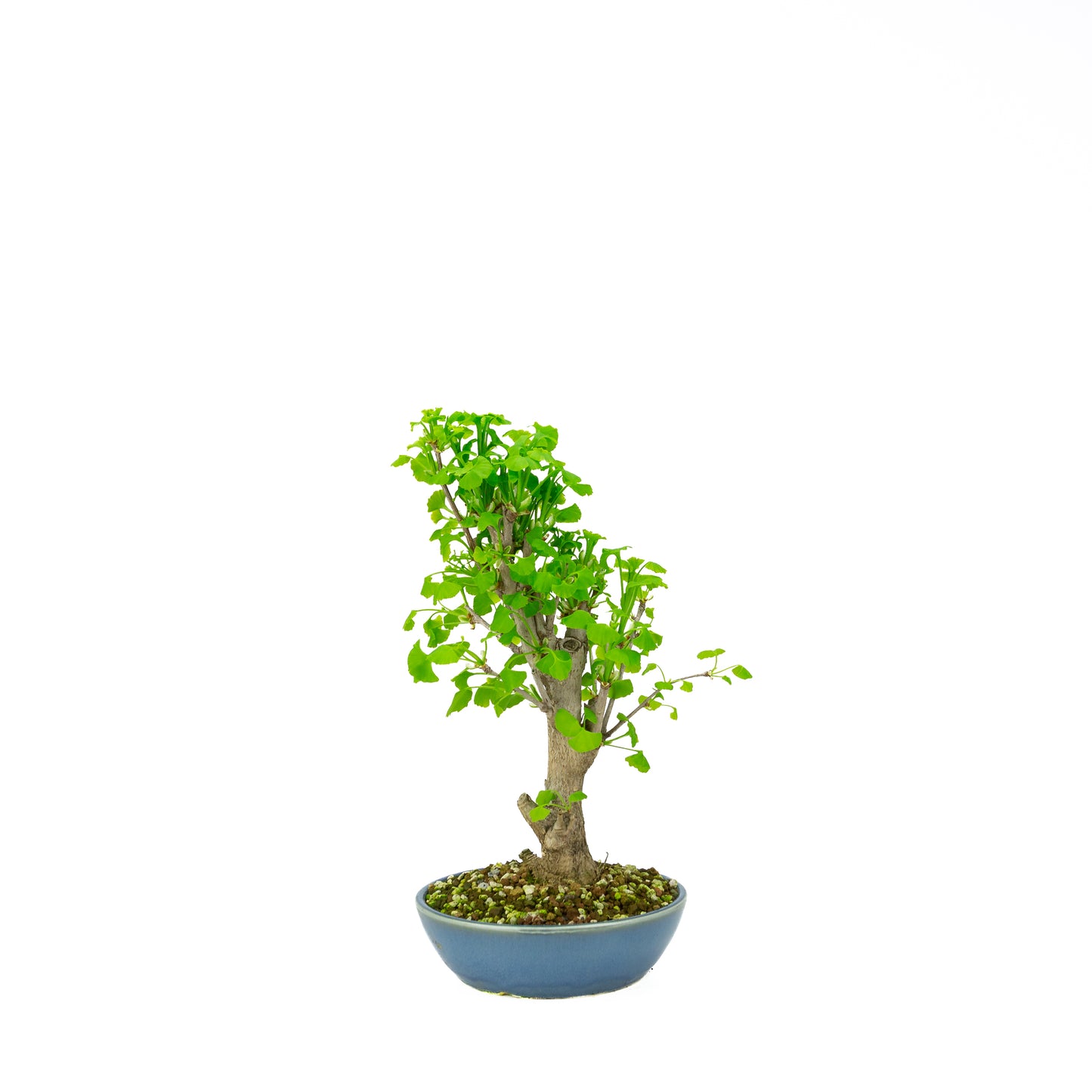 Ginkgo biloba cream round pot 20cm, height ~50cm
