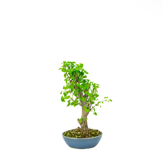 Ginkgo biloba cream round pot 20cm, height ~50cm