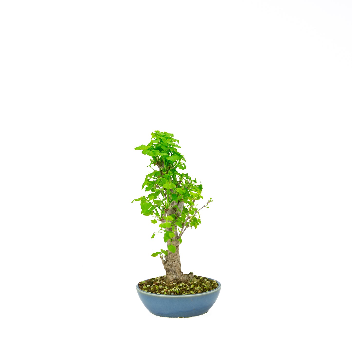 Ginkgo biloba cream round pot 20cm, height ~50cm