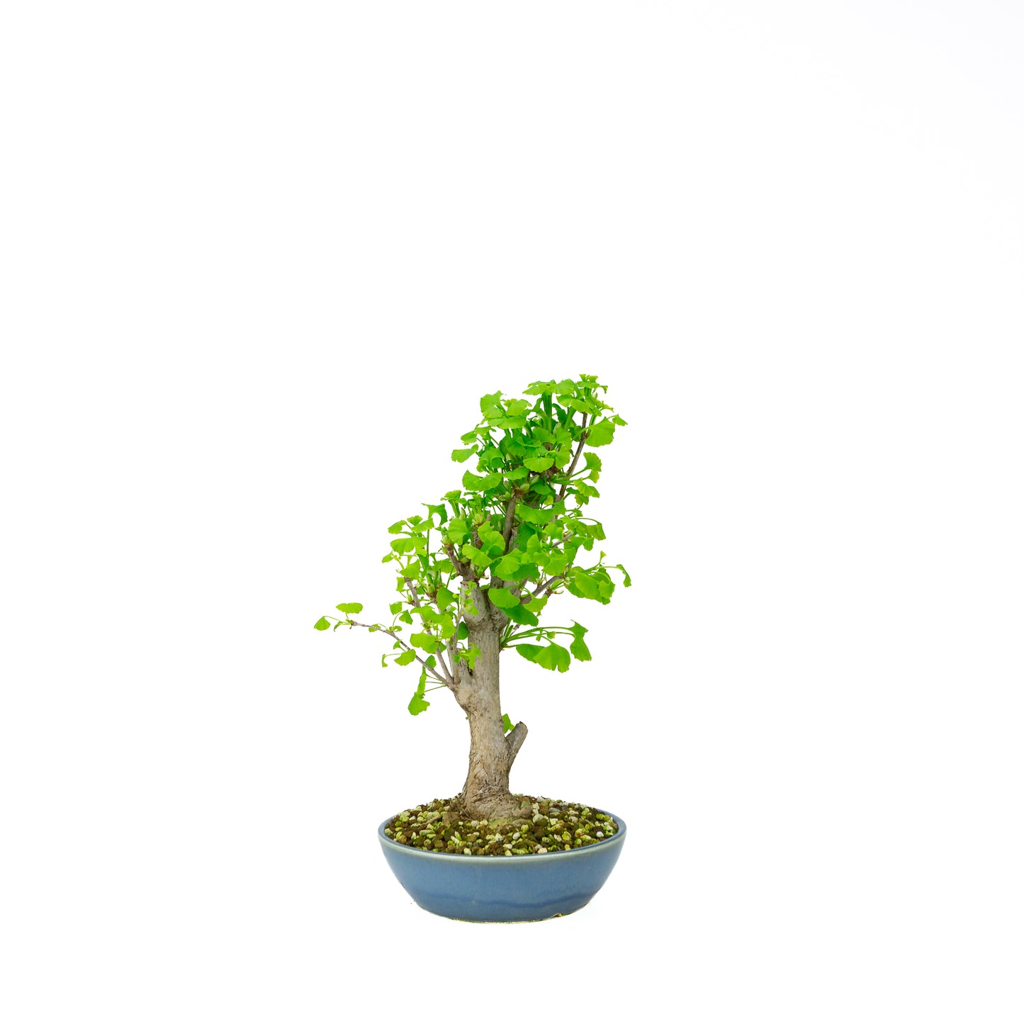 Ginkgo biloba cream round pot 20cm, height ~50cm