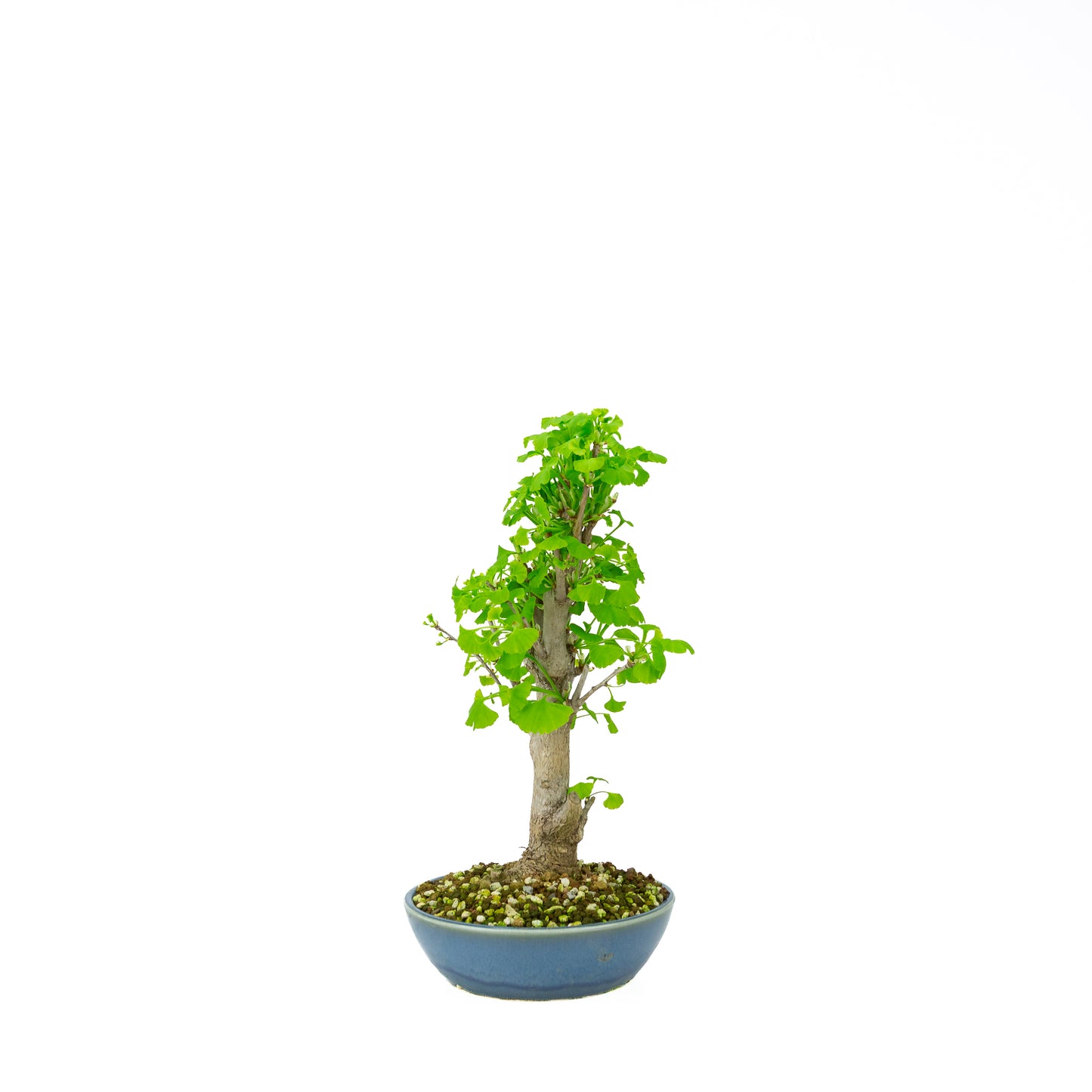 Ginkgo biloba cream round pot 20cm, height ~50cm