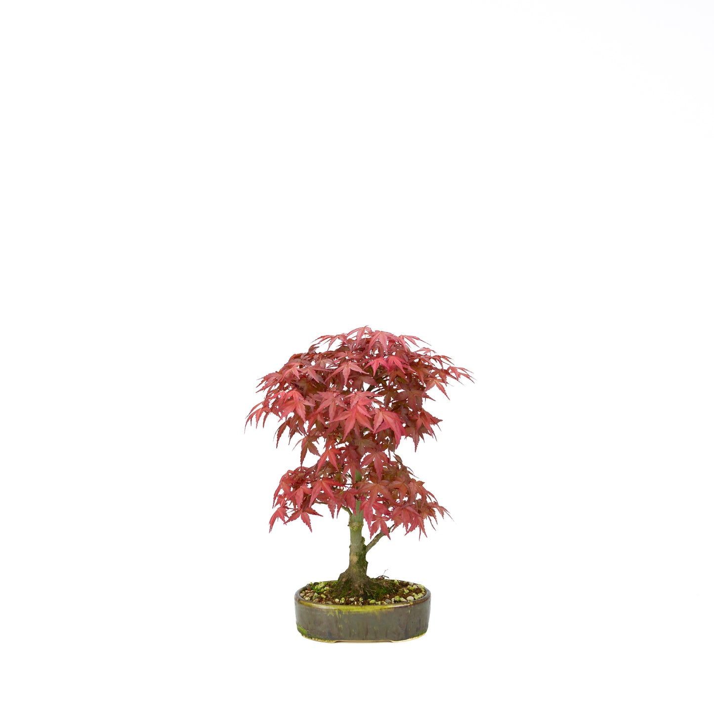 Acer palmatum Deshojo cream rectangular pot 21cm, height ~52cm