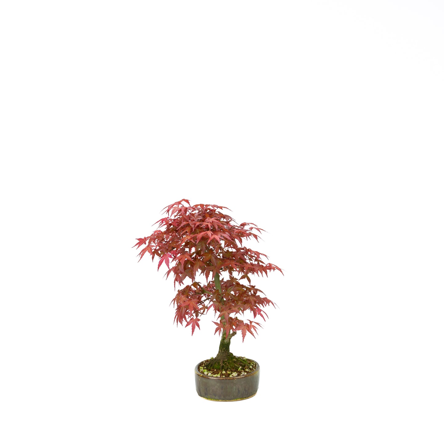 Acer palmatum Deshojo cream rectangular pot 21cm, height ~52cm