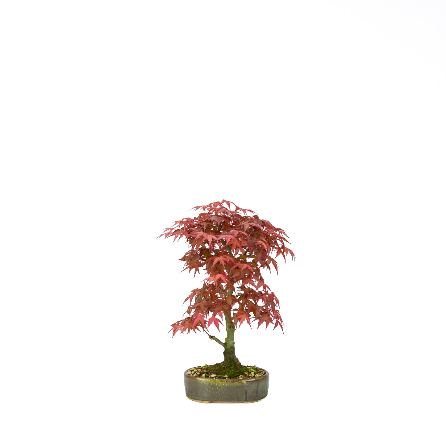 Acer palmatum Deshojo cream rectangular pot 21cm, height ~52cm