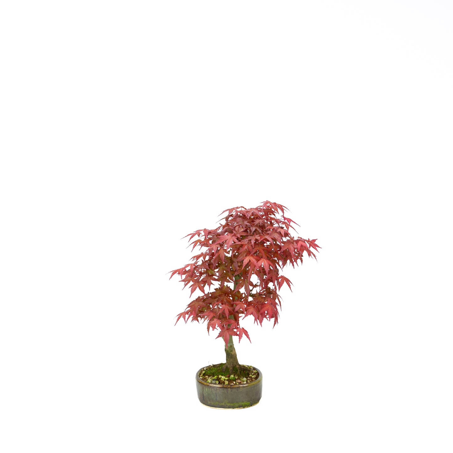 Acer palmatum Deshojo cream rectangular pot 21cm, height ~52cm