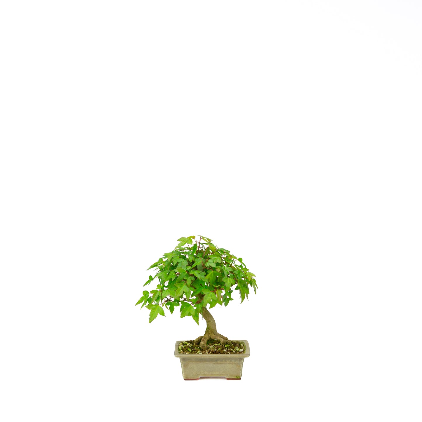 Acer buergerianum with stone brown round pot 20cm, height ~31cm