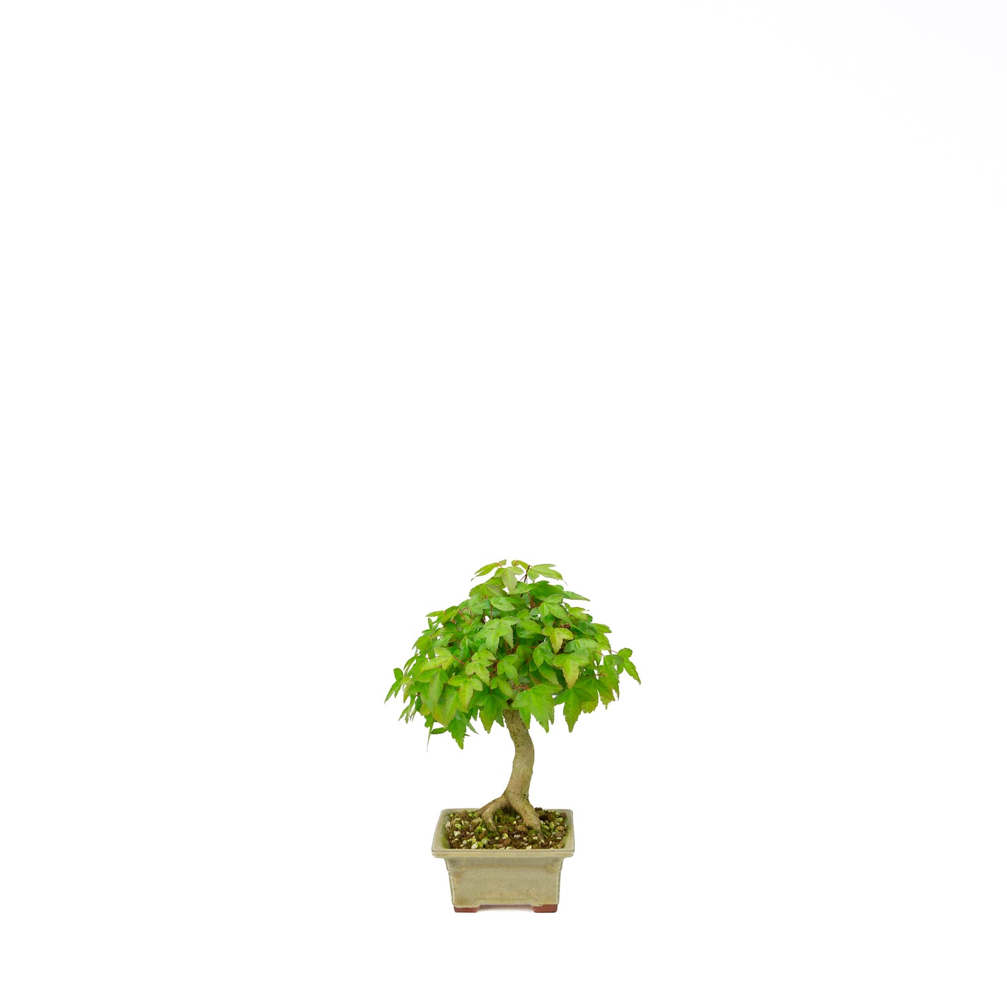 Acer buergerianum with stone brown round pot 20cm, height ~31cm