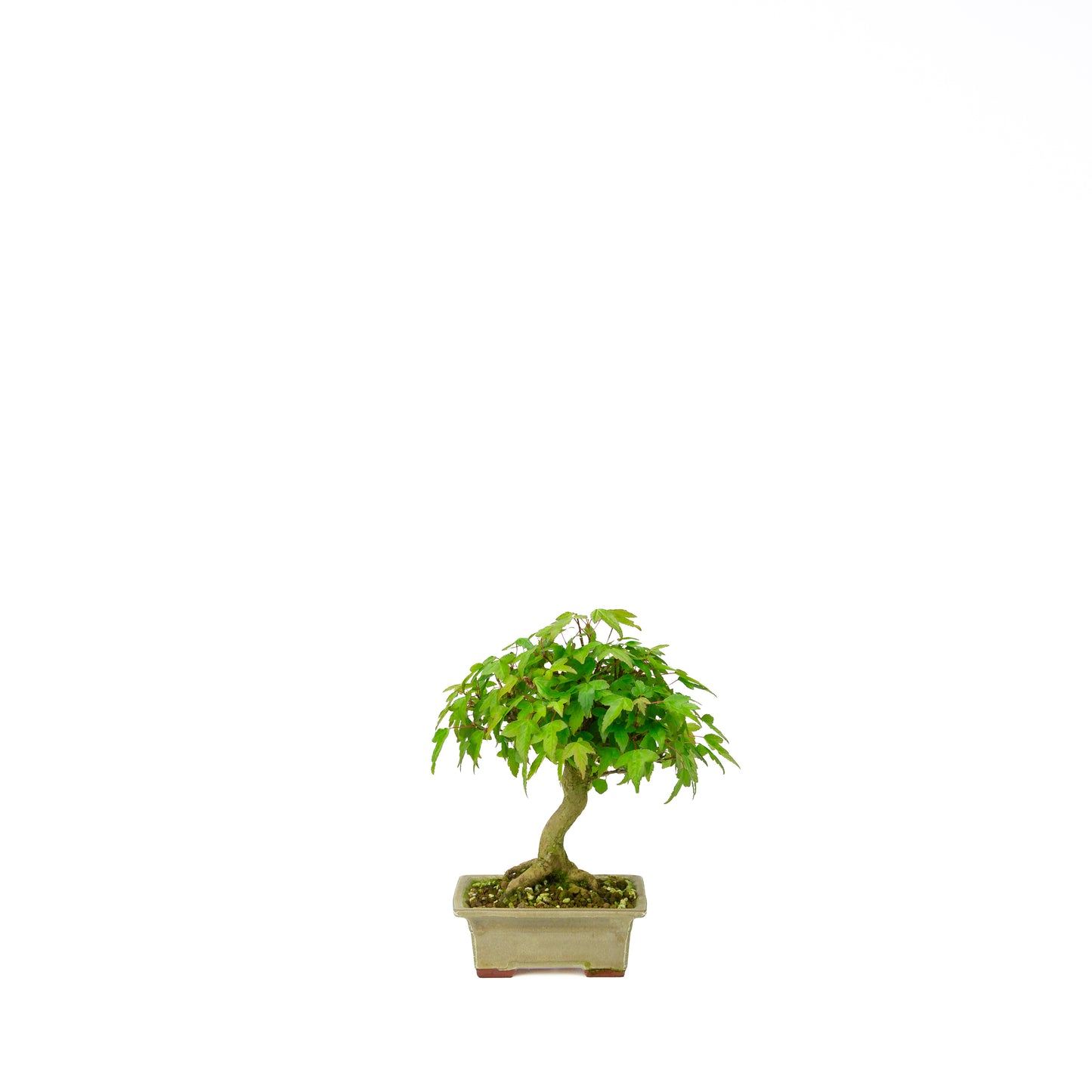 Acer buergerianum with stone brown round pot 20cm, height ~31cm