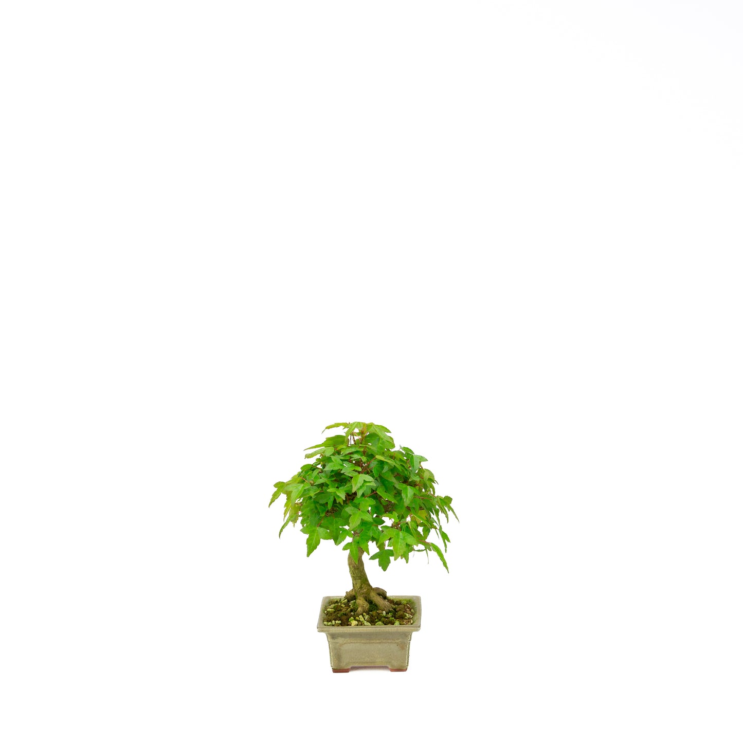 Acer buergerianum with stone brown round pot 20cm, height ~31cm