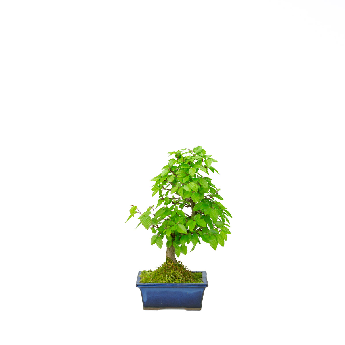 Carpinus coreana blue rectangular pot 21cm, height ~35cm